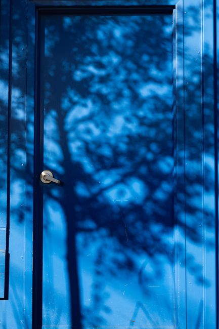 A silhouette of tree branches creates artistic shadows on a blue door.