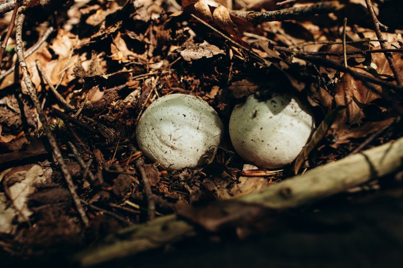 Close-up of puffball mushrooms on a forest floor covered in dry leaves.