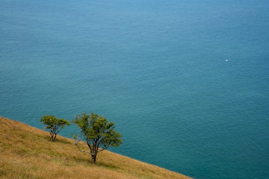 Peaceful landscape of Exmoor cliffs and sea with two trees. Ideal for nature and travel themes.