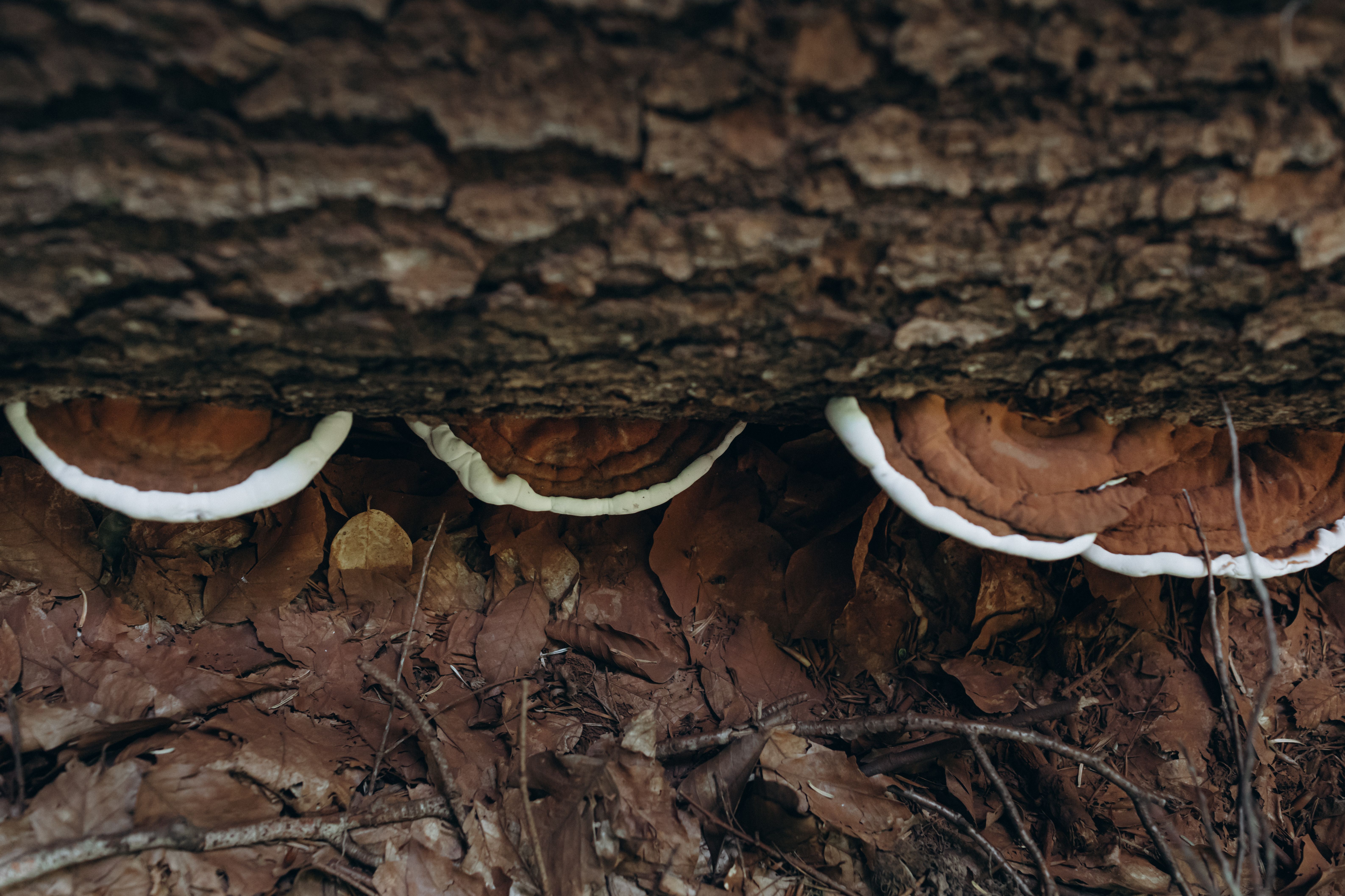 reishi image 4