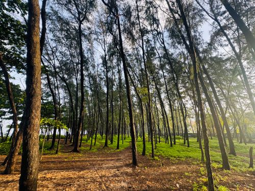 Free A tranquil view of a forest pathway lined with tall trees and green foliage in daylight. Stock Photo