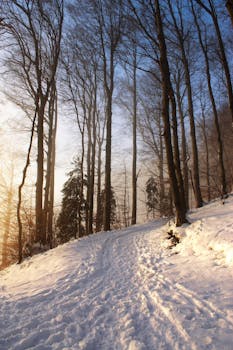 A serene winter landscape in a forest with snow-covered trees at sunset, creating a picturesque winter wonderland.