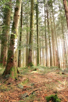 Explore a magical sunlit forest with towering trees and lush greenery creating a serene atmosphere.