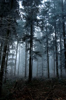 Captivating misty forest during winter with frosty trees and atmospheric ambiance.
