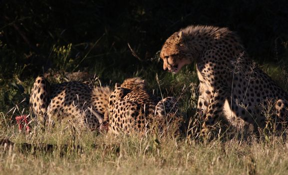 A group of cheetahs in the wild savannah of South Africa feasting in the grass.