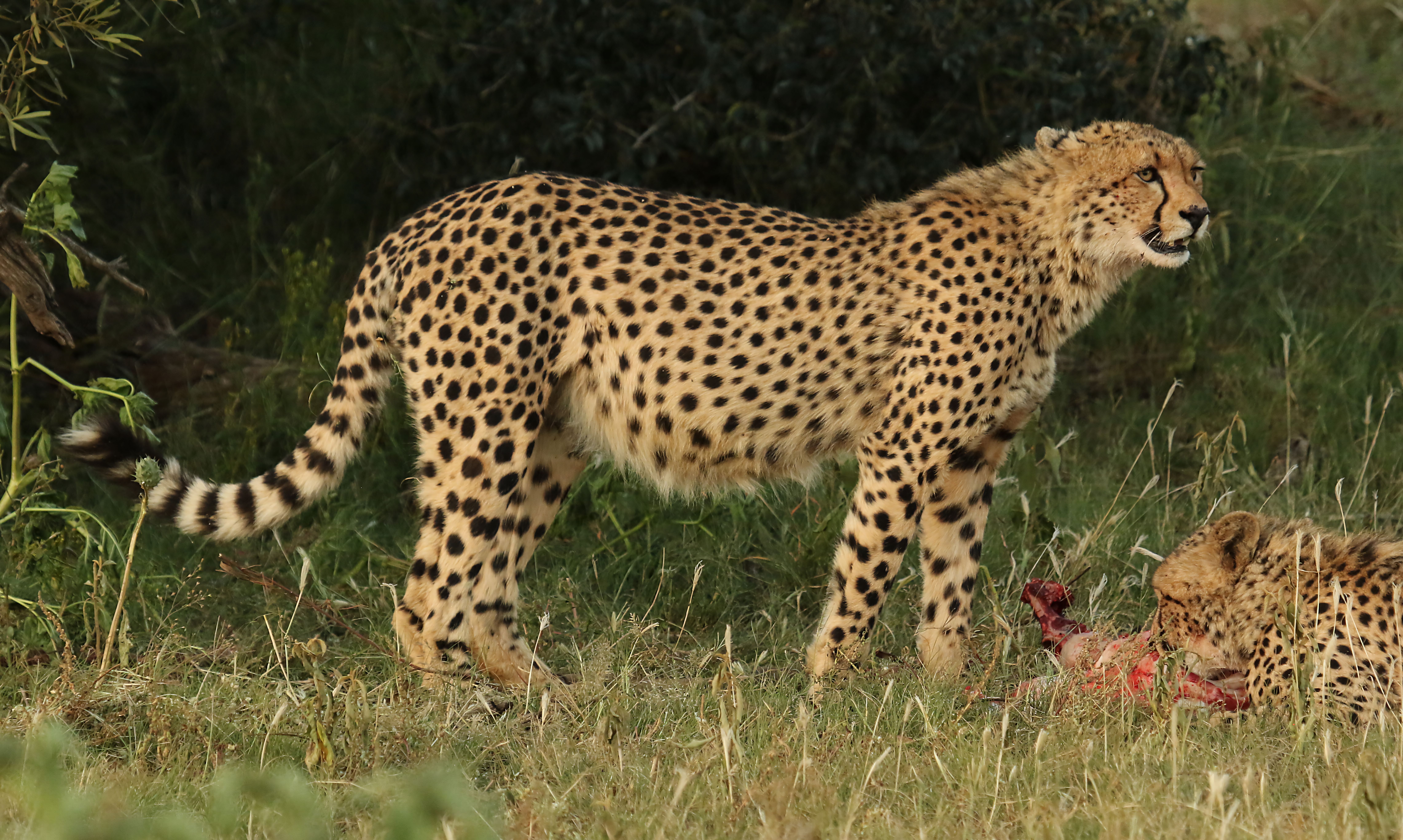 A cheetah stands alert while another feeds on prey in a grassy South African savanna.