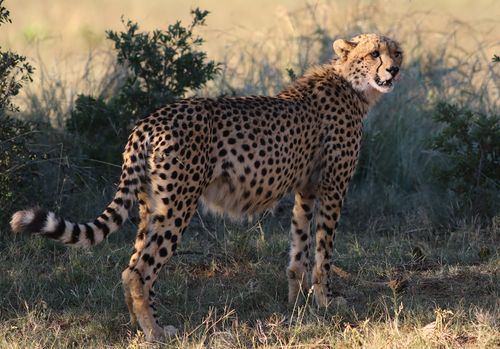 Free A stunning cheetah stands alert in the savanna, showing its distinctive spotted coat. Stock Photo