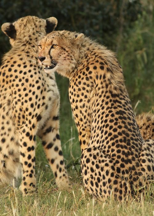Free Two cheetahs with distinct spots rest together in a grassy African savanna. Stock Photo