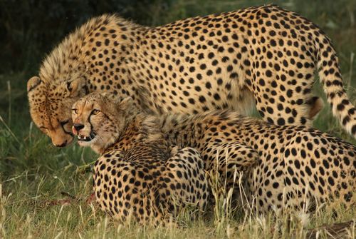 Free Three cheetahs relaxing in the grass, showcasing their stunning spotted coats in a natural setting. Stock Photo
