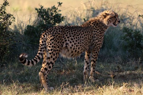 Free A cheetah stands alert in the South African grasslands, showcasing its beautiful spotted coat. Stock Photo