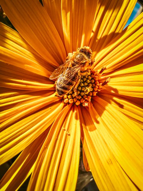 Free Macro shot of a bee collecting pollen on a vibrant yellow flower in Timișoara, Romania. Stock Photo