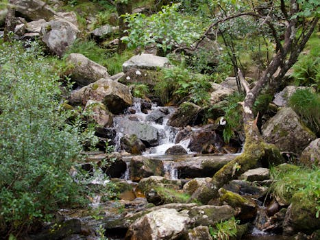 Peaceful forest stream flowing over rocks surrounded by lush greenery and moss.