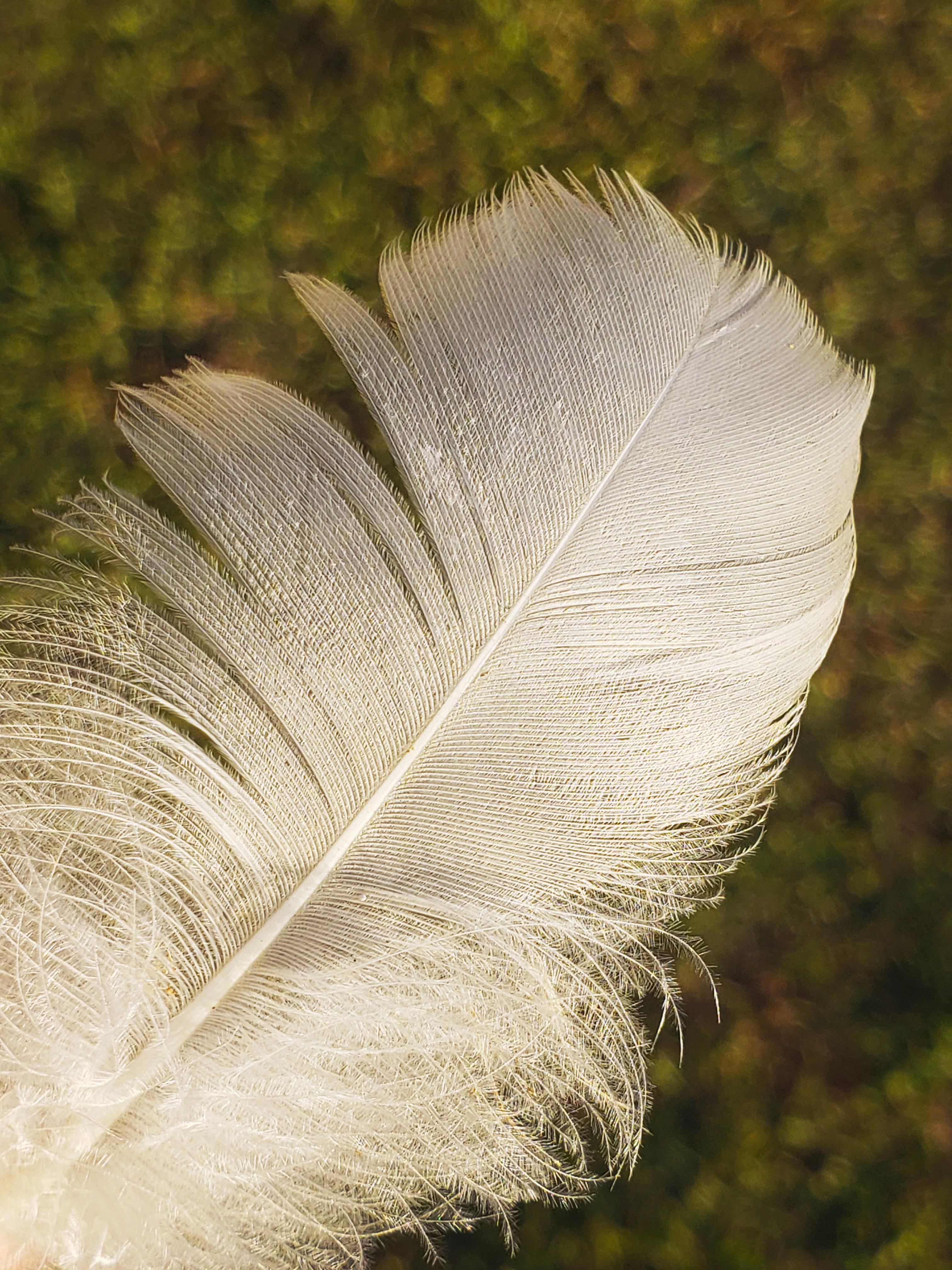 Grayscale Photo of Feather · Free Stock Photo