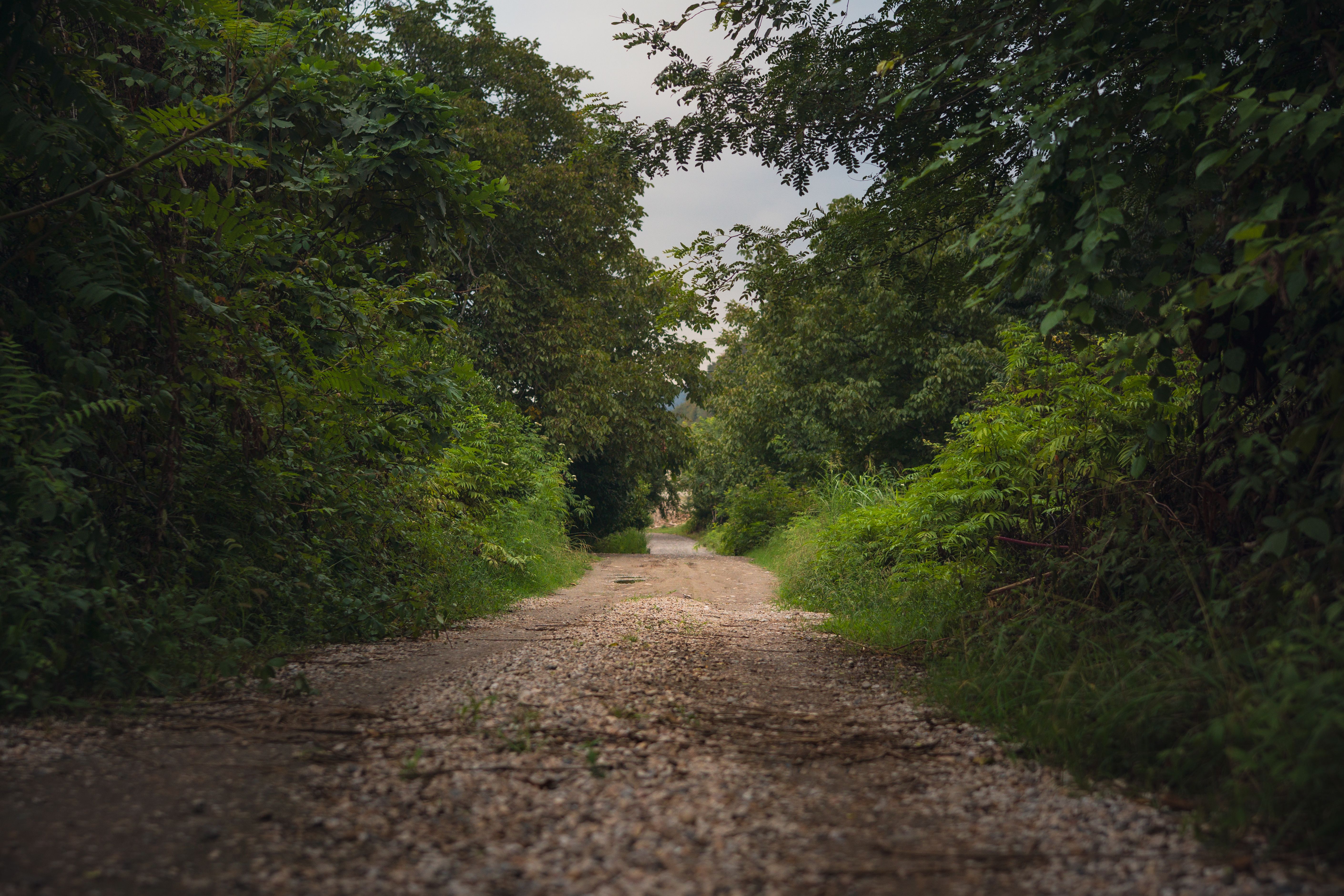 Morning walkers on a dirt trail through Aravalli Biodiversity Park