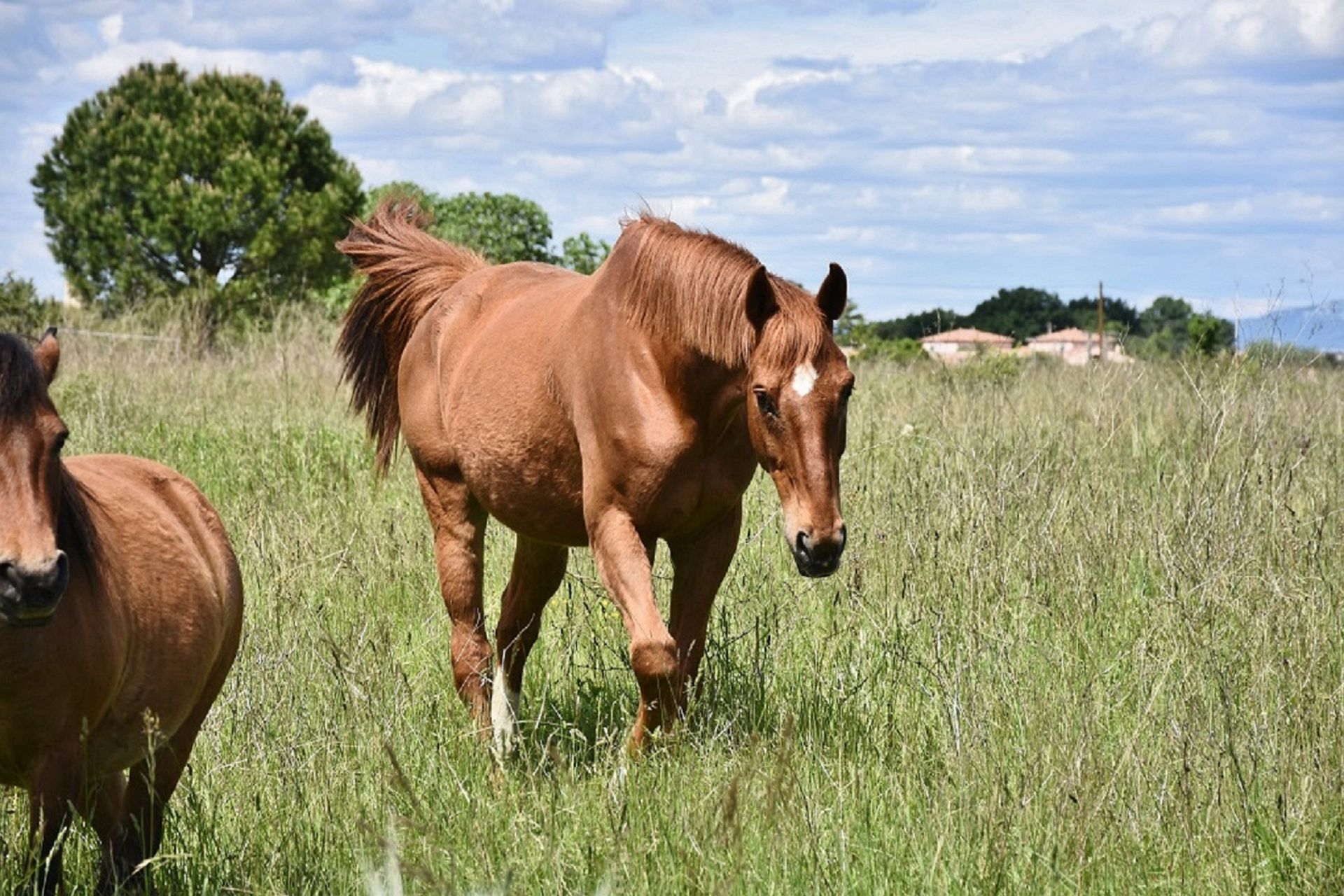 Two beautiful chestnut horses grazing in a sunny, lush green field, captured outdoors during the day.