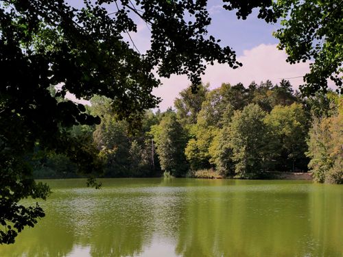 Free Serene view of a tranquil lake bordered by lush green trees on a sunny day. Stock Photo