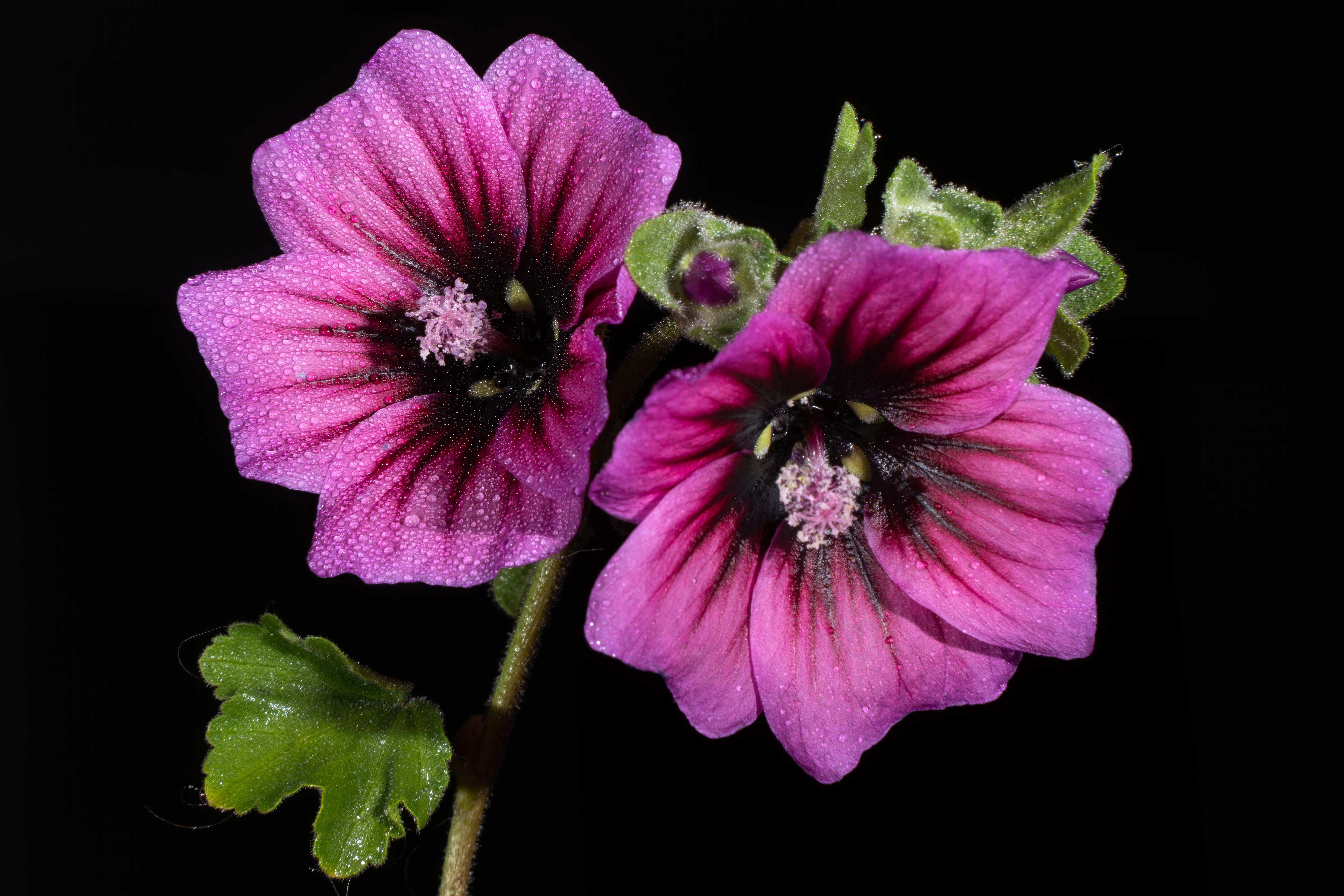 A vibrant close-up of pink Lavatera arborea flowers with morning dew and black background.