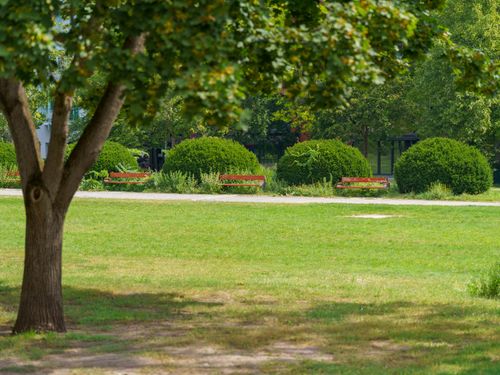Free A serene park scene featuring lush greenery, trees, and empty benches on a sunny day. Stock Photo