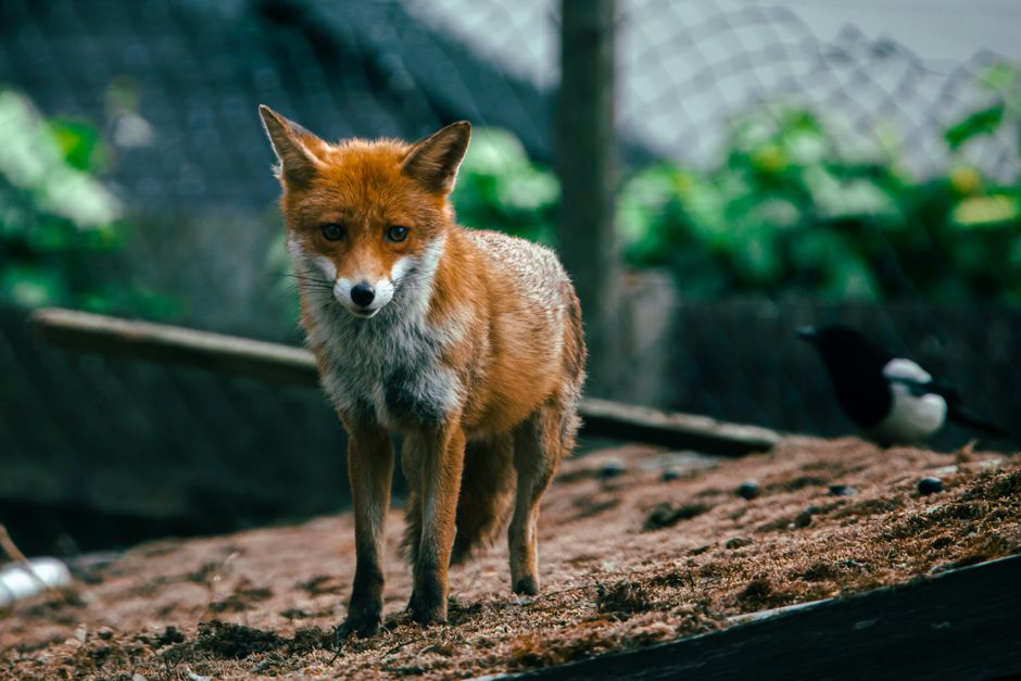 Wild red fox with piercing gaze stands alert in its natural habitat, showcasing vibrant fur and a curious demeanor.