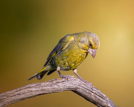 Close-up of a vibrant Greenfinch on a rustic branch with a warm background.