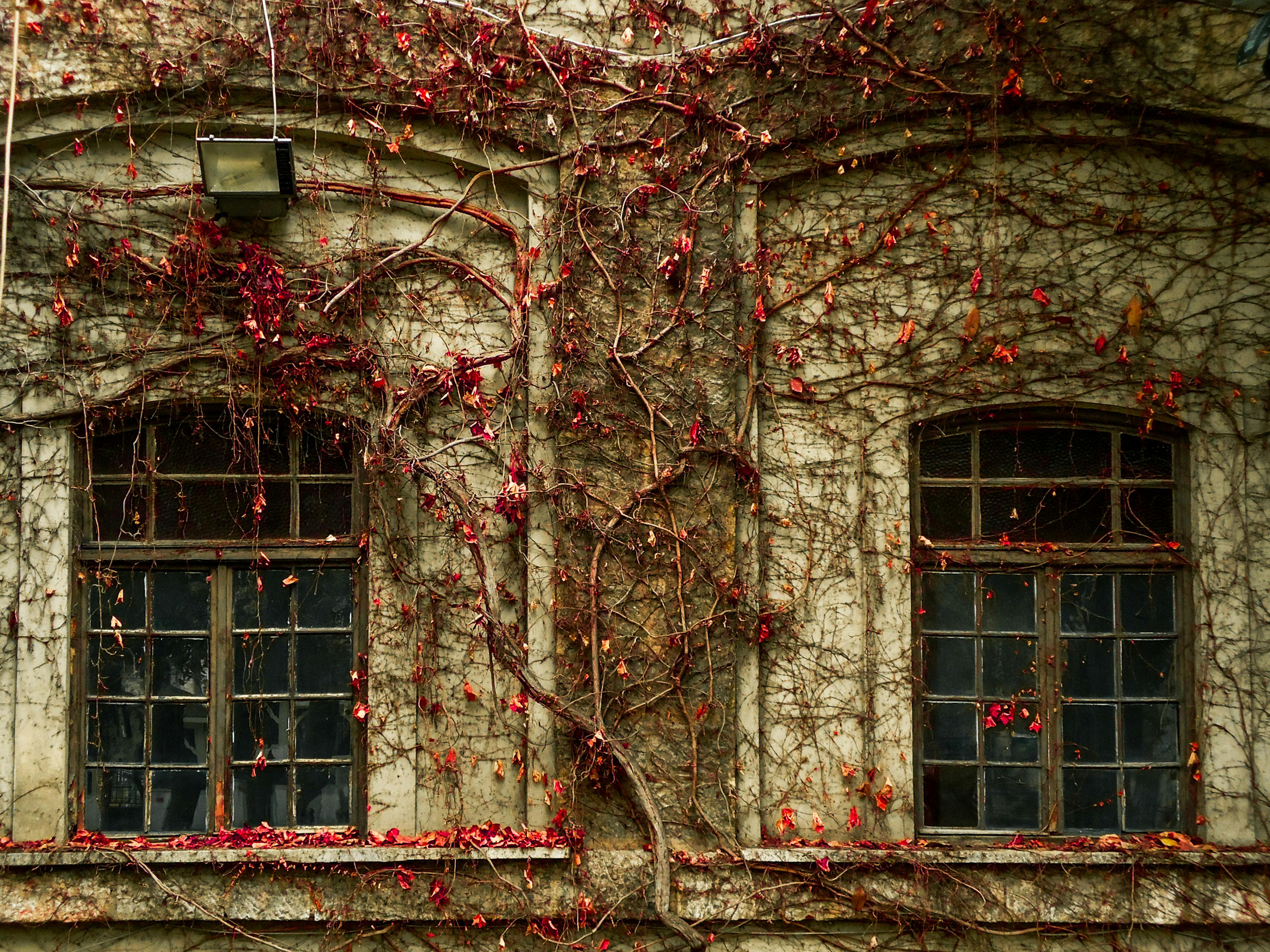 The Energy Vampires Haunting Your Home — Photo by Melisa Özdemir on Pexels