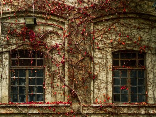 Free Old building facade covered in red autumn ivy, creating a vintage and moody atmosphere. Stock Photo
