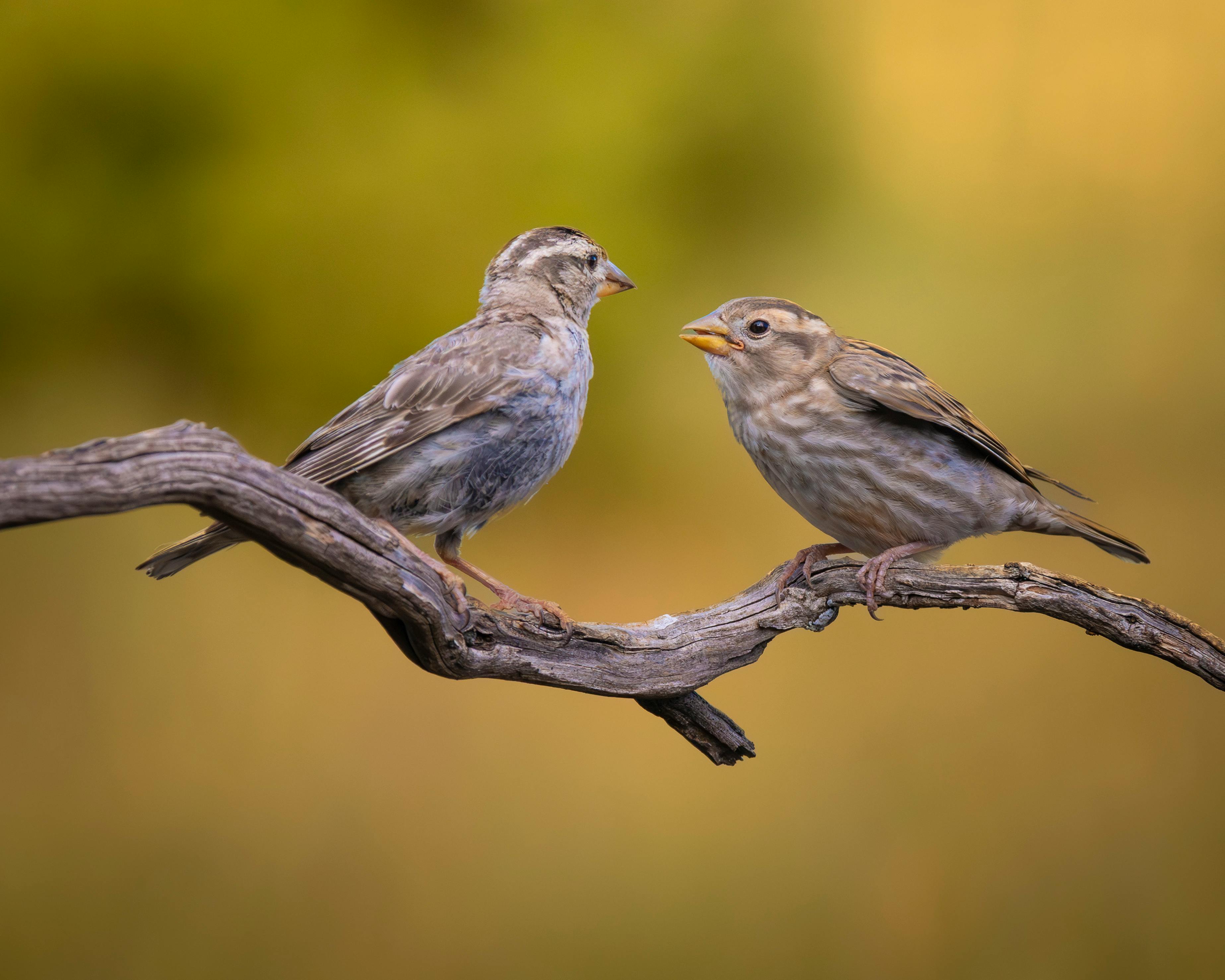 50 Common Birds Of North America