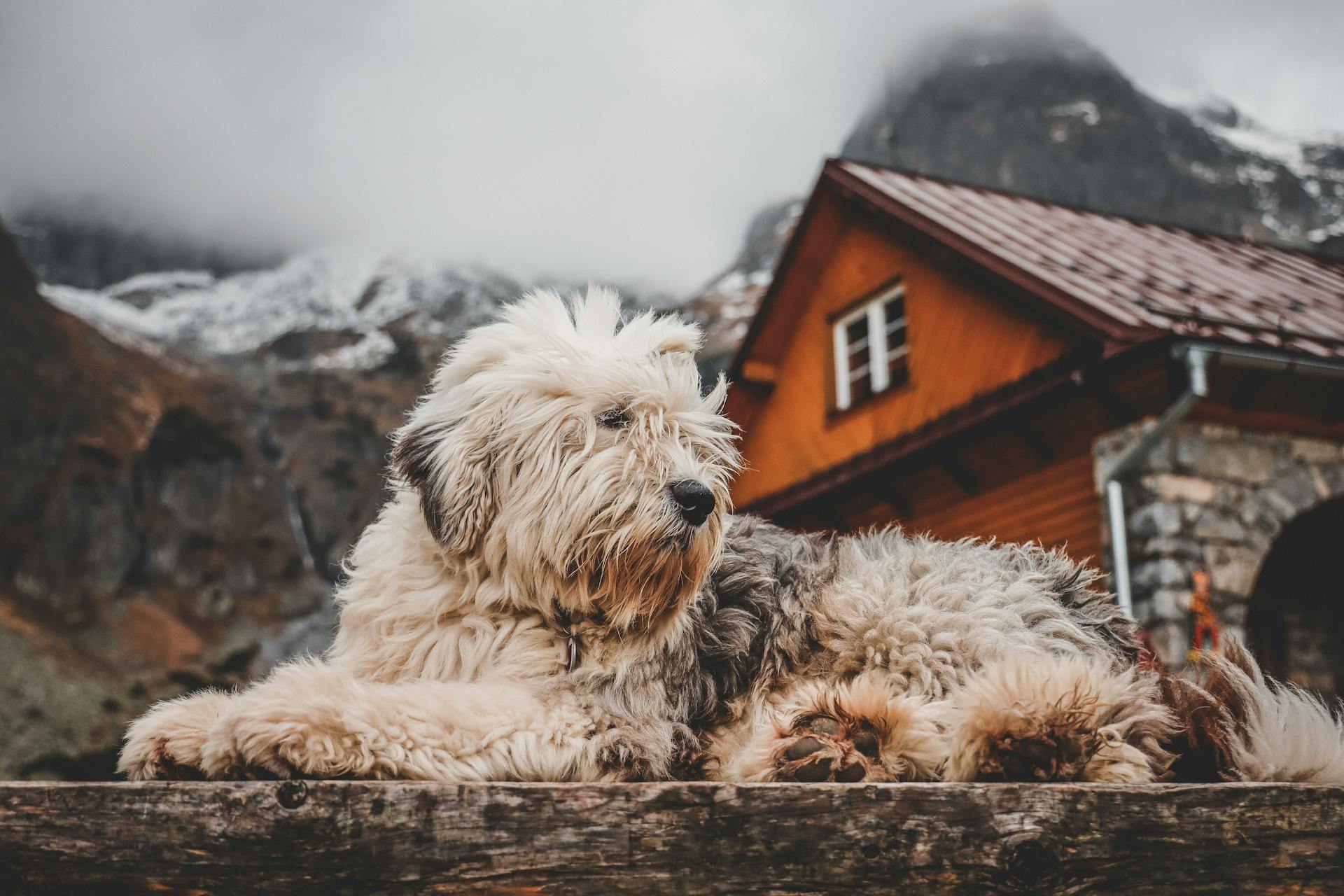 Beige and Black Coated Dog