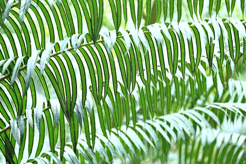 Free Close-up of vibrant green fern leaves showcasing lush foliage and intricate patterns. Stock Photo