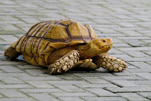 Close-up of a Sulcata tortoise strolling on patterned pavement outdoors.