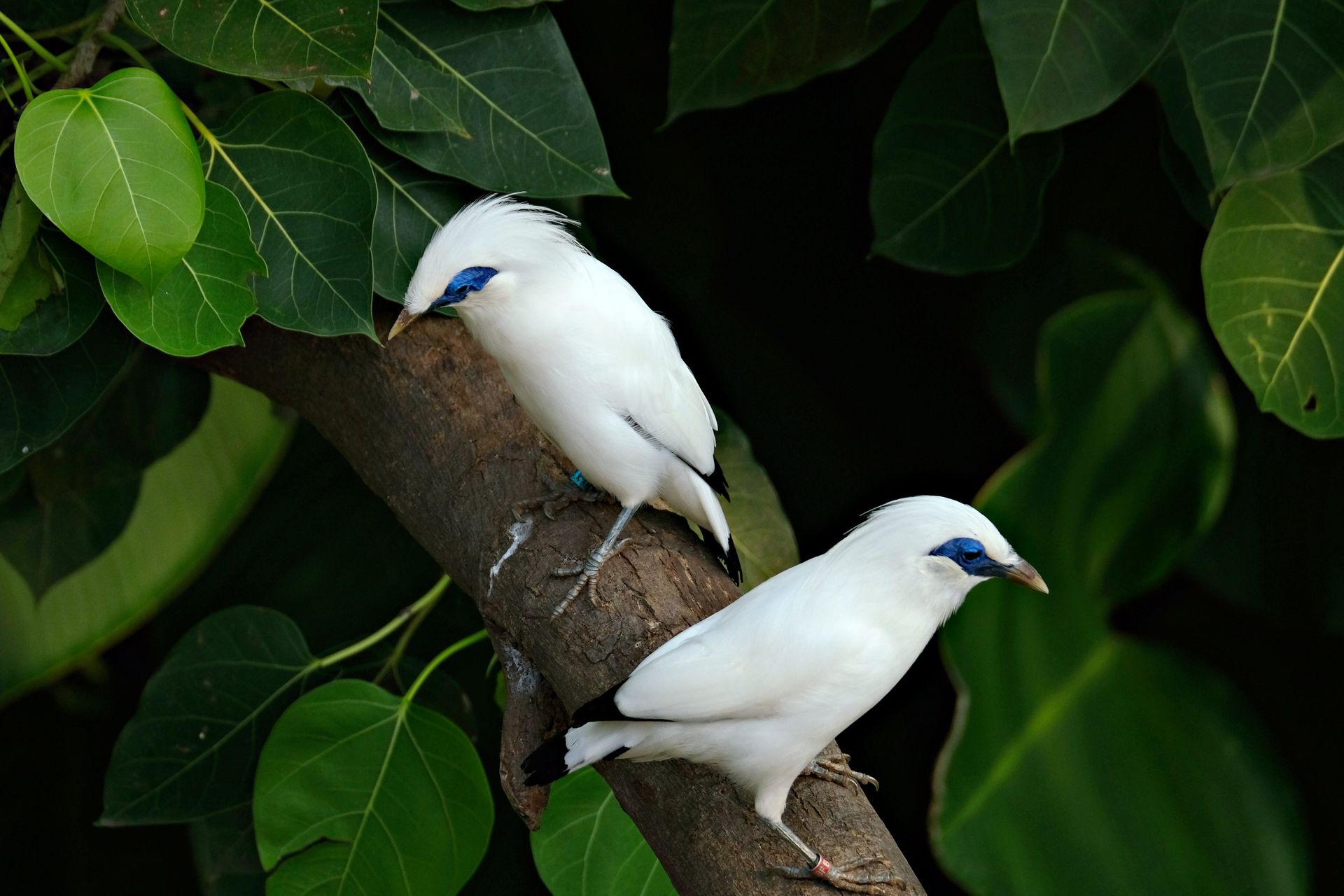 Two Bali Mynas perched on a tree branch amidst vibrant green leaves.