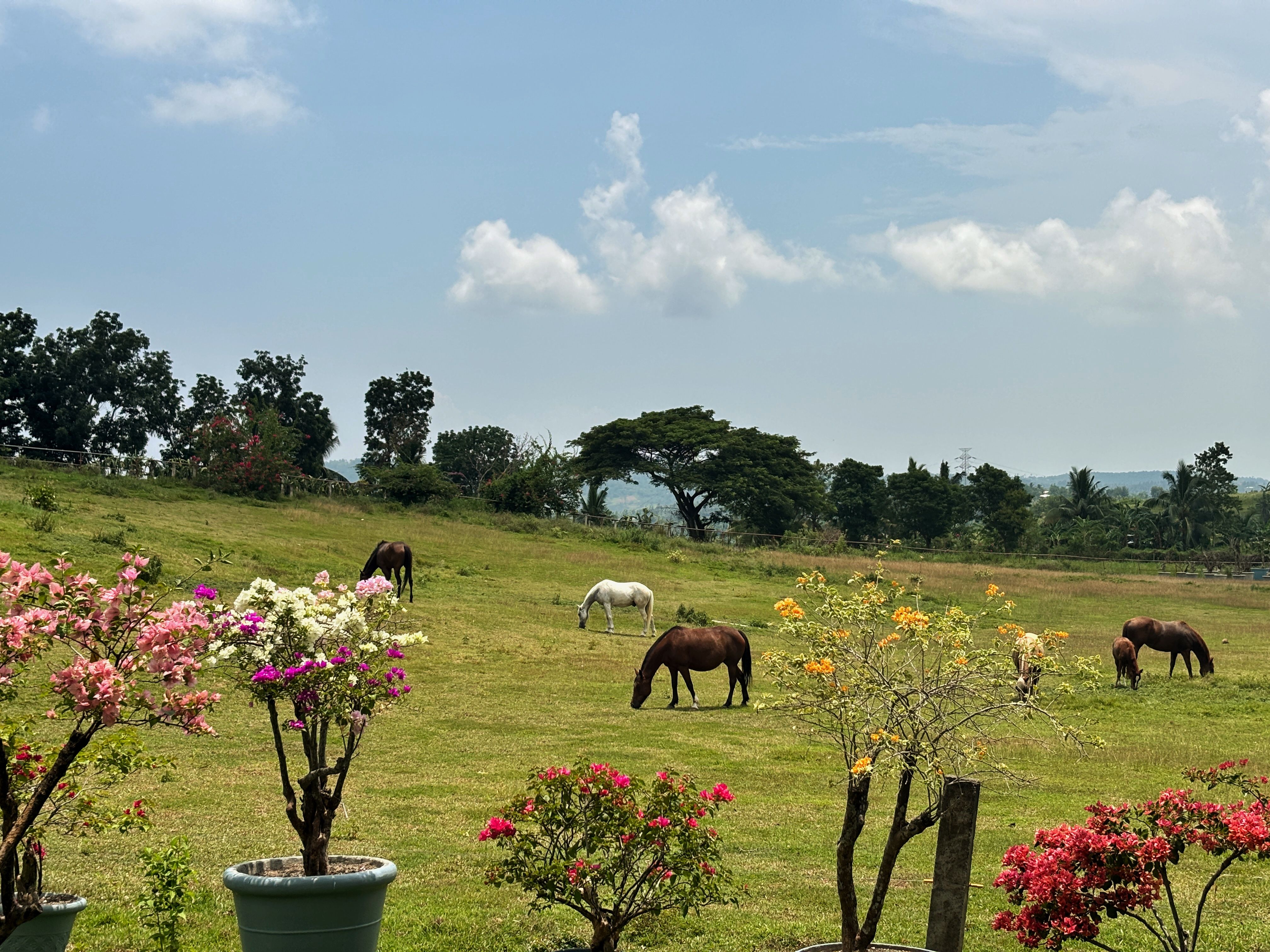 Green horse