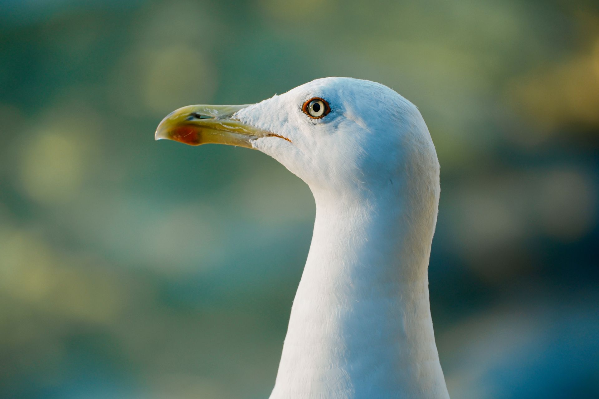 Detailed close-up of a seagull against a blurred background taken in Croatia.