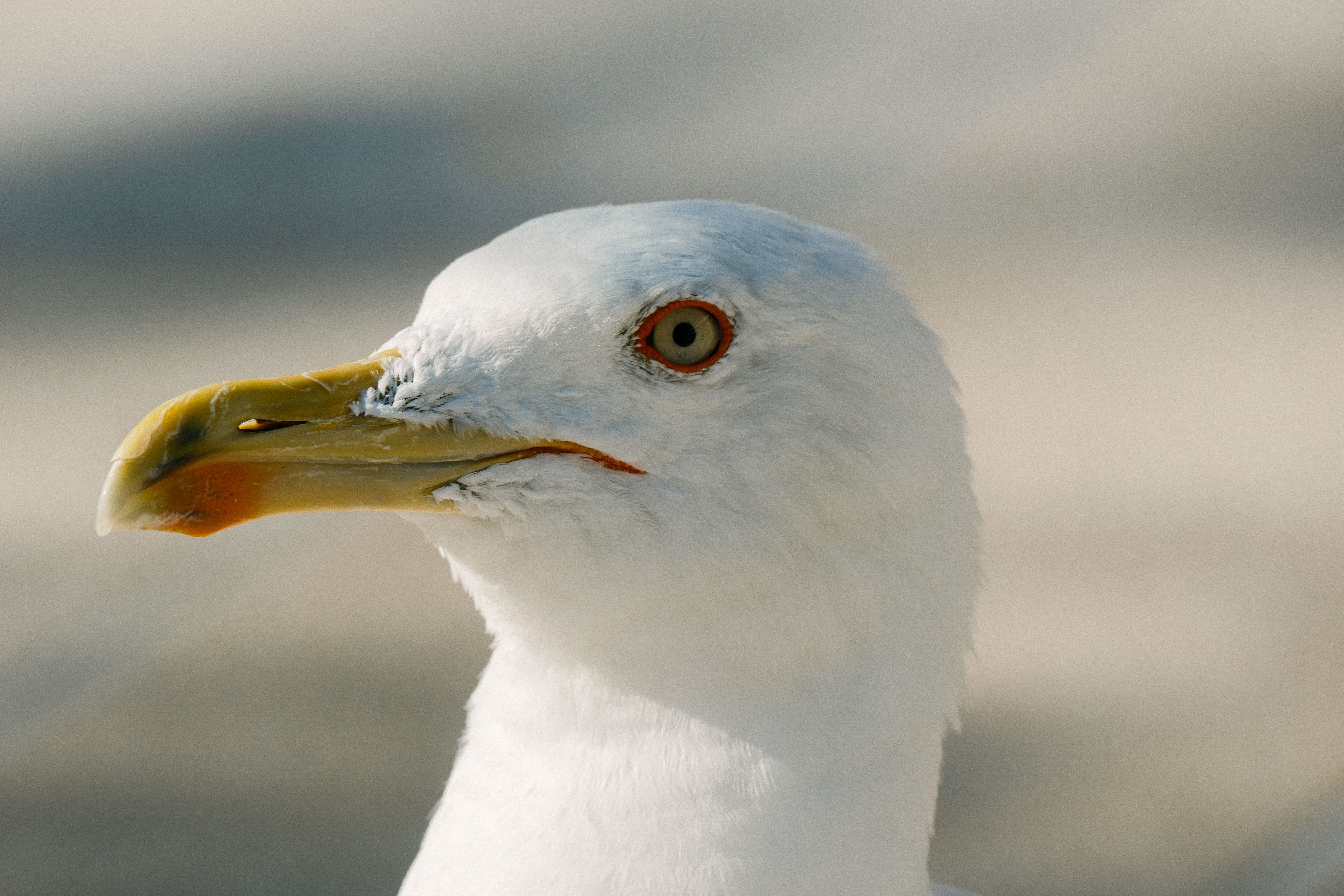 Herring gull British bird profile
