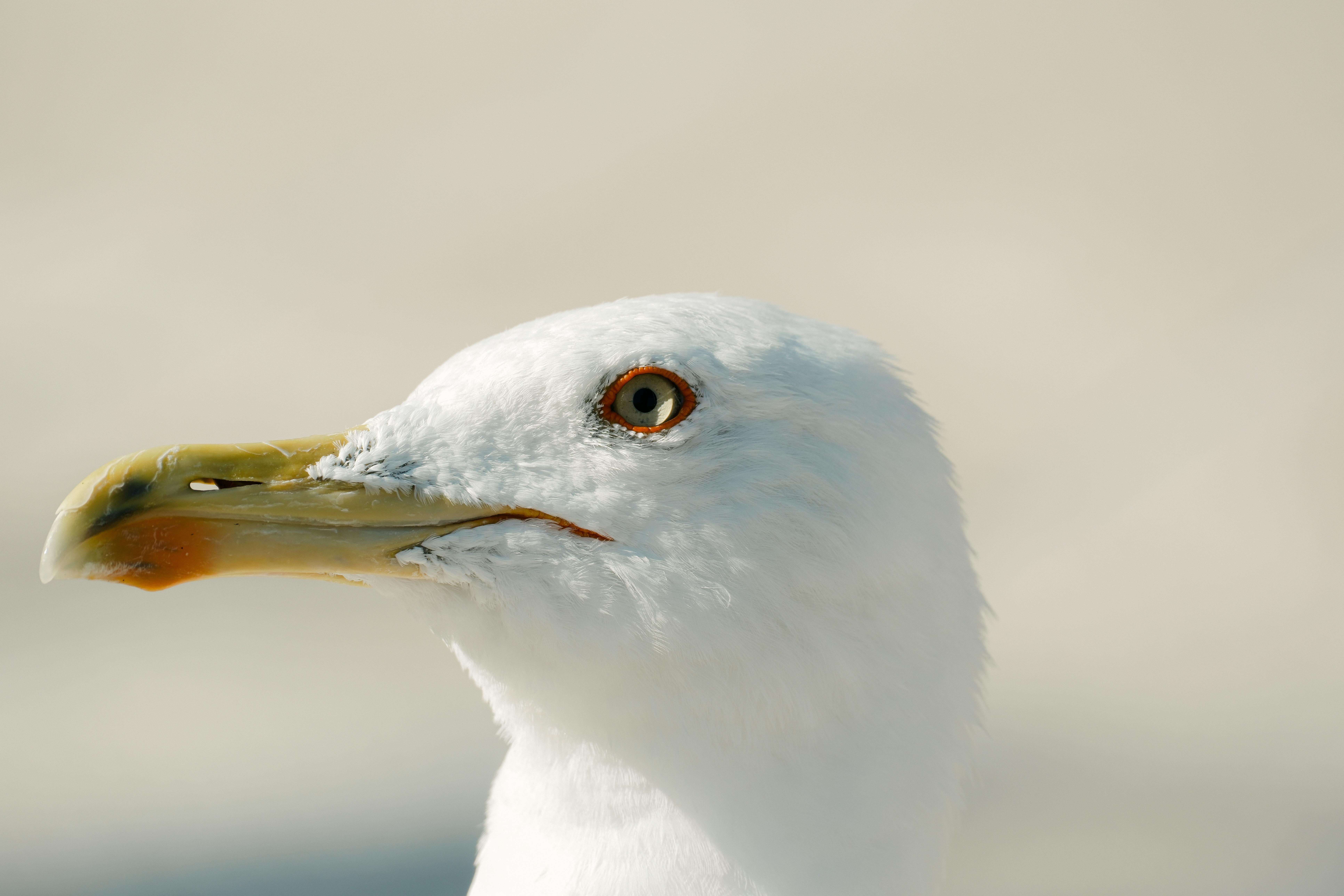 Aiper Seagull Se Review (2026)