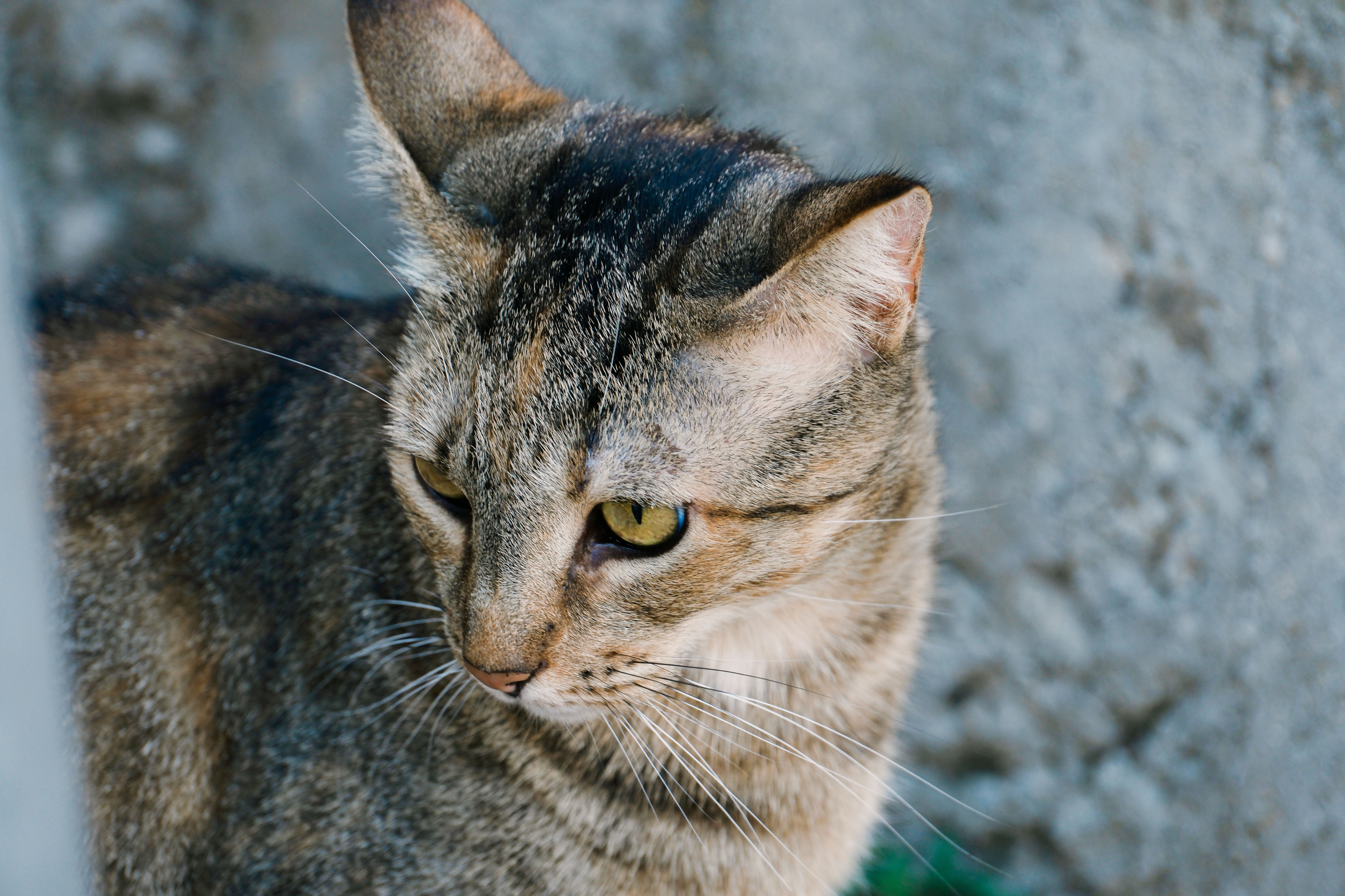 Portrait of a cat at a veterinary clinic