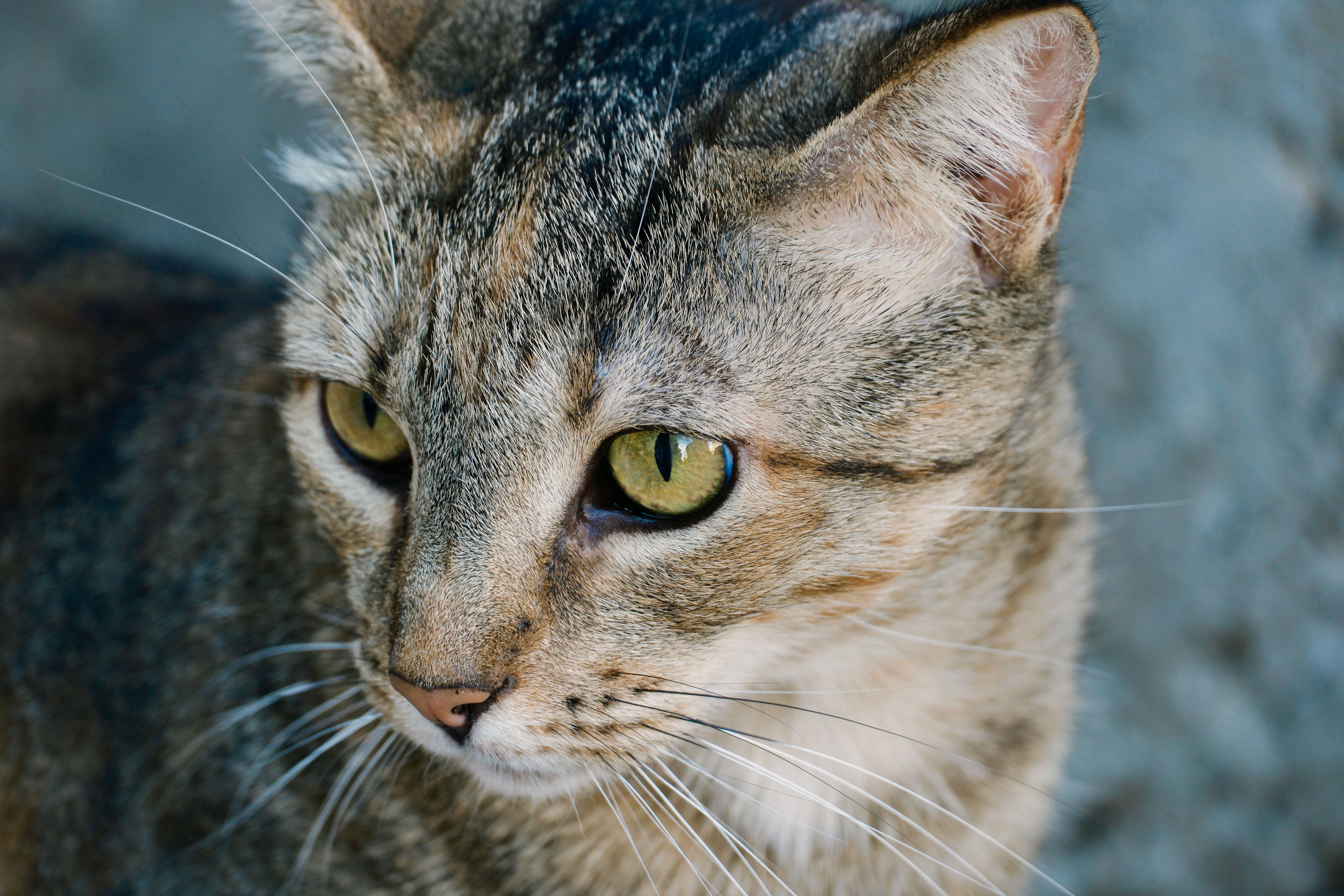 Healthcare and wellness consultation for a cat