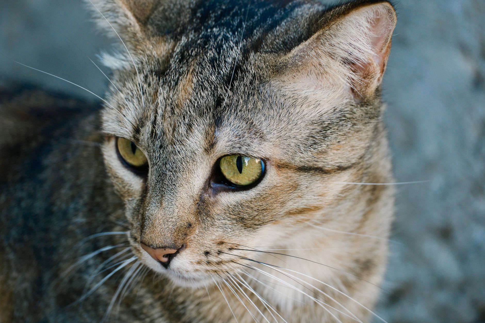 Healthcare and wellness consultation for a cat