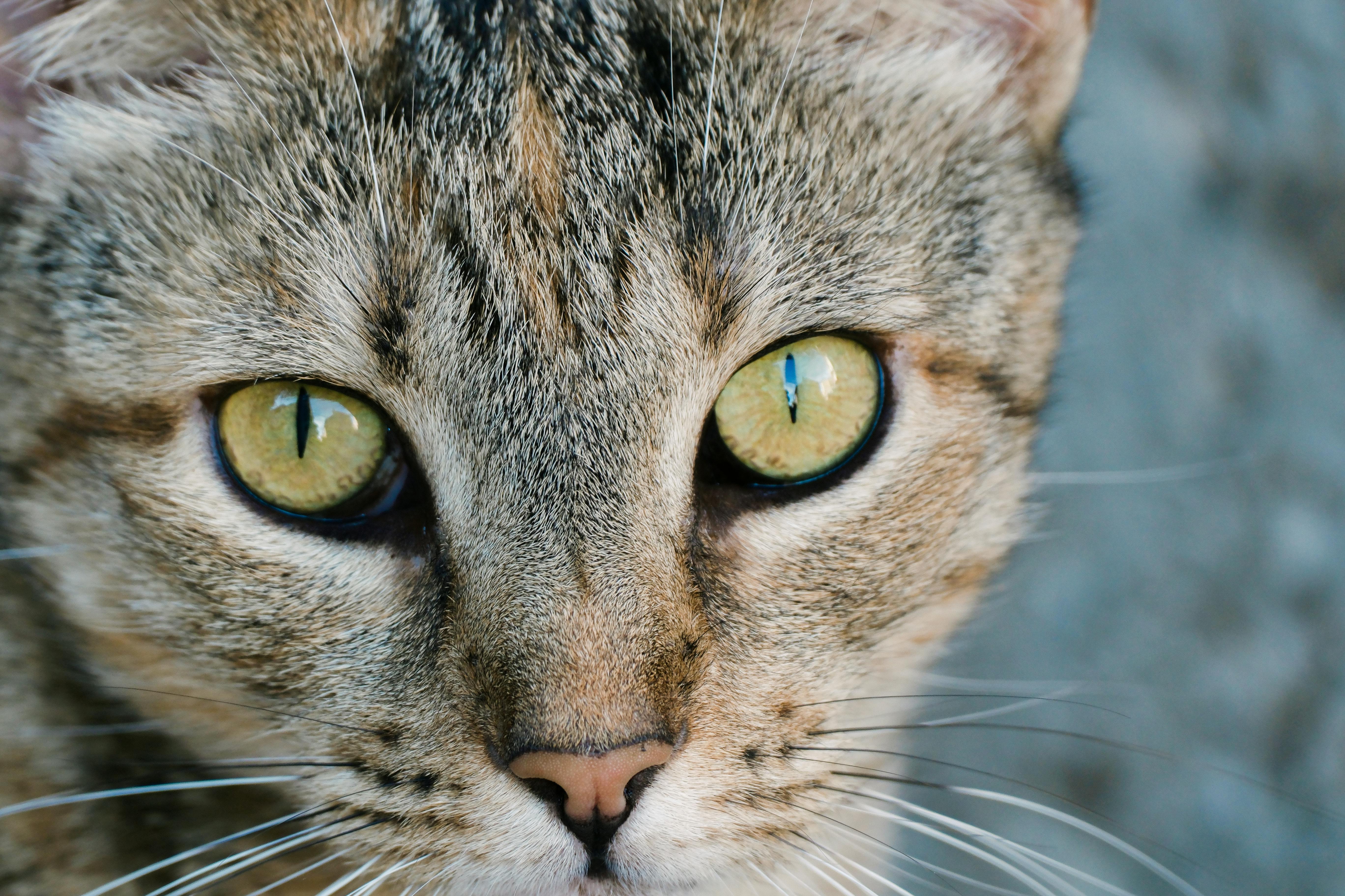 Detailed close-up of a tabby cat's intense gaze showing vibrant green eyes and detailed fur.