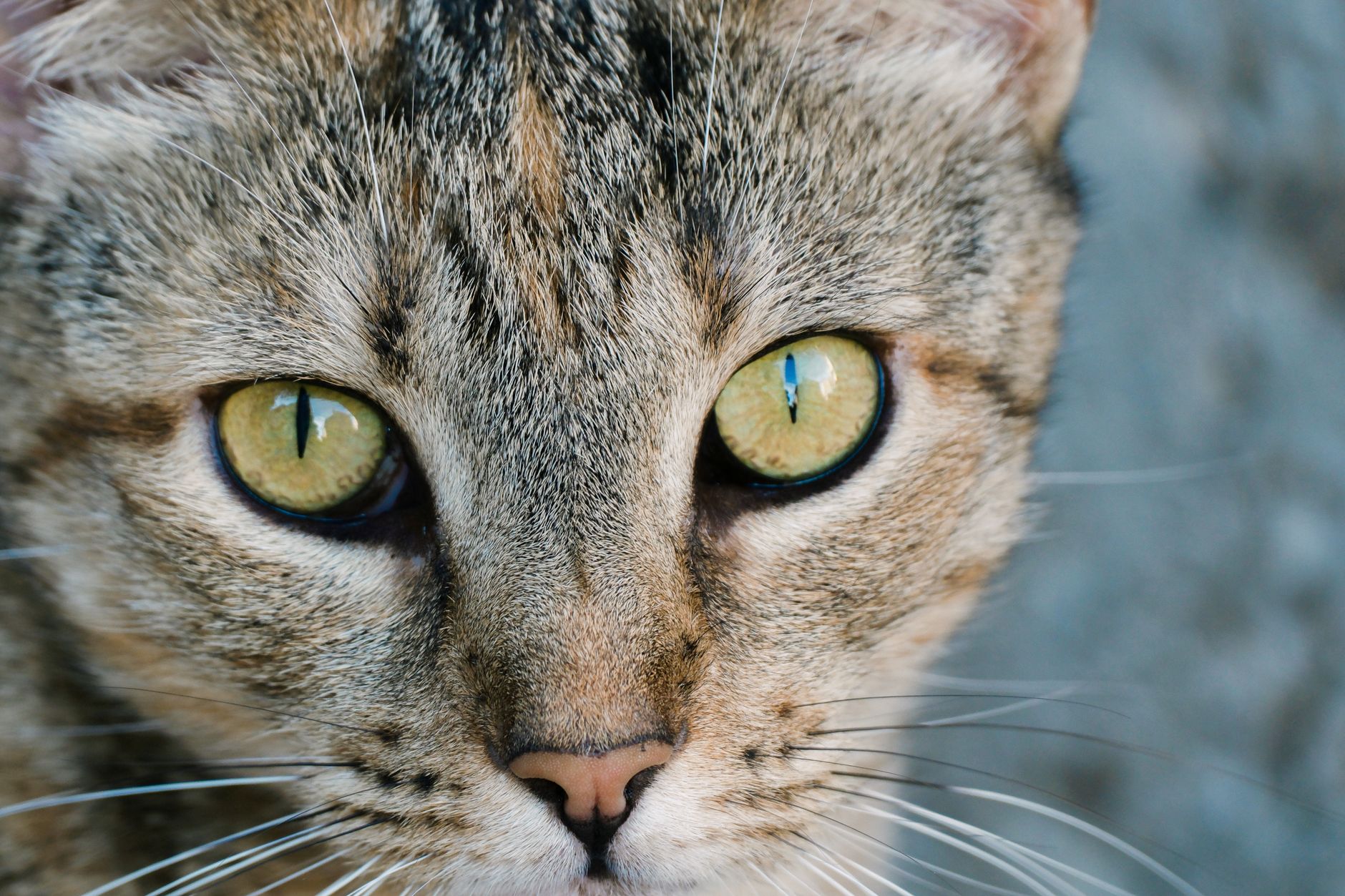 Veterinarian examining a cat during a checkup
