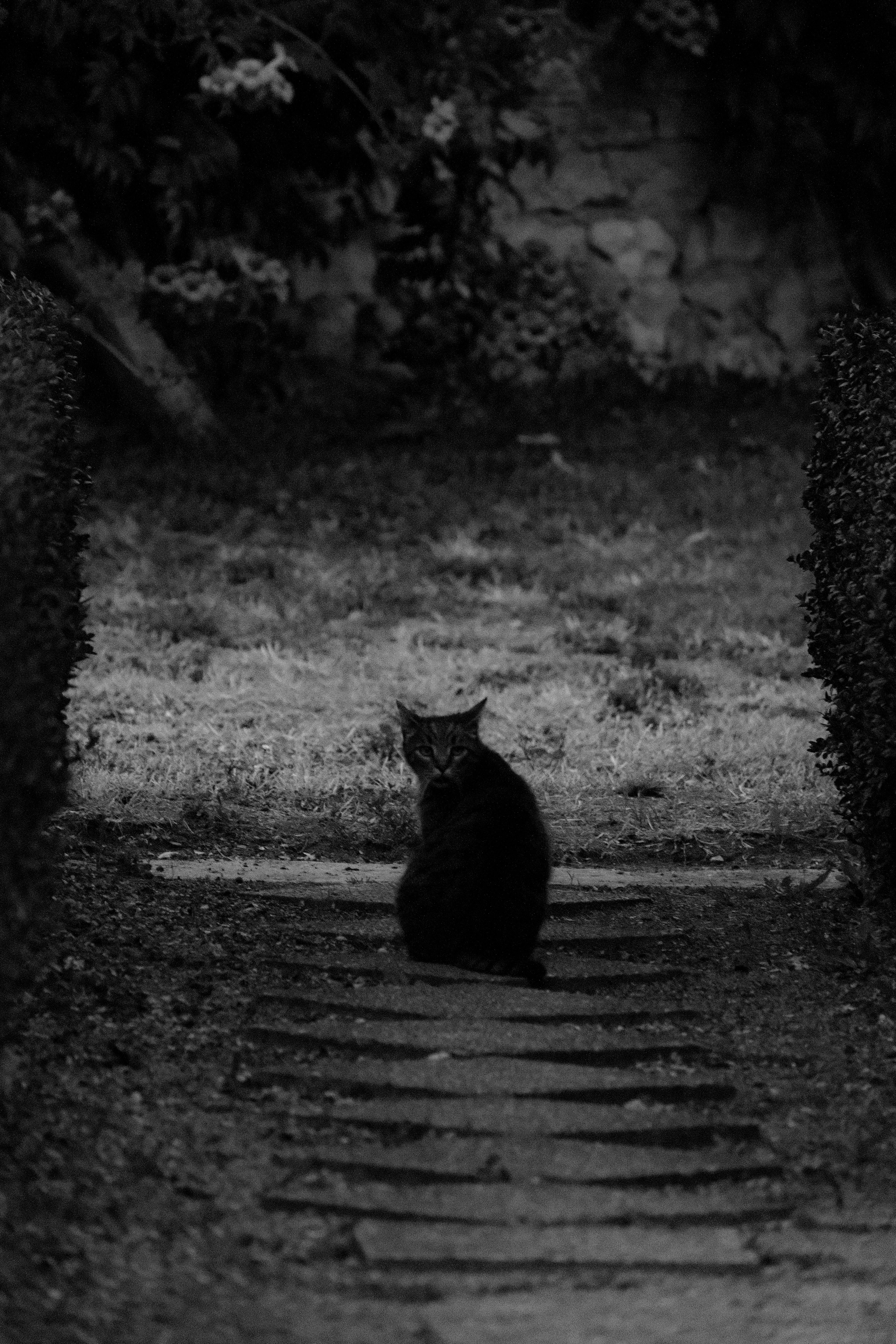Mysterious black cat resting on a stone pathway in a serene Croatian garden.