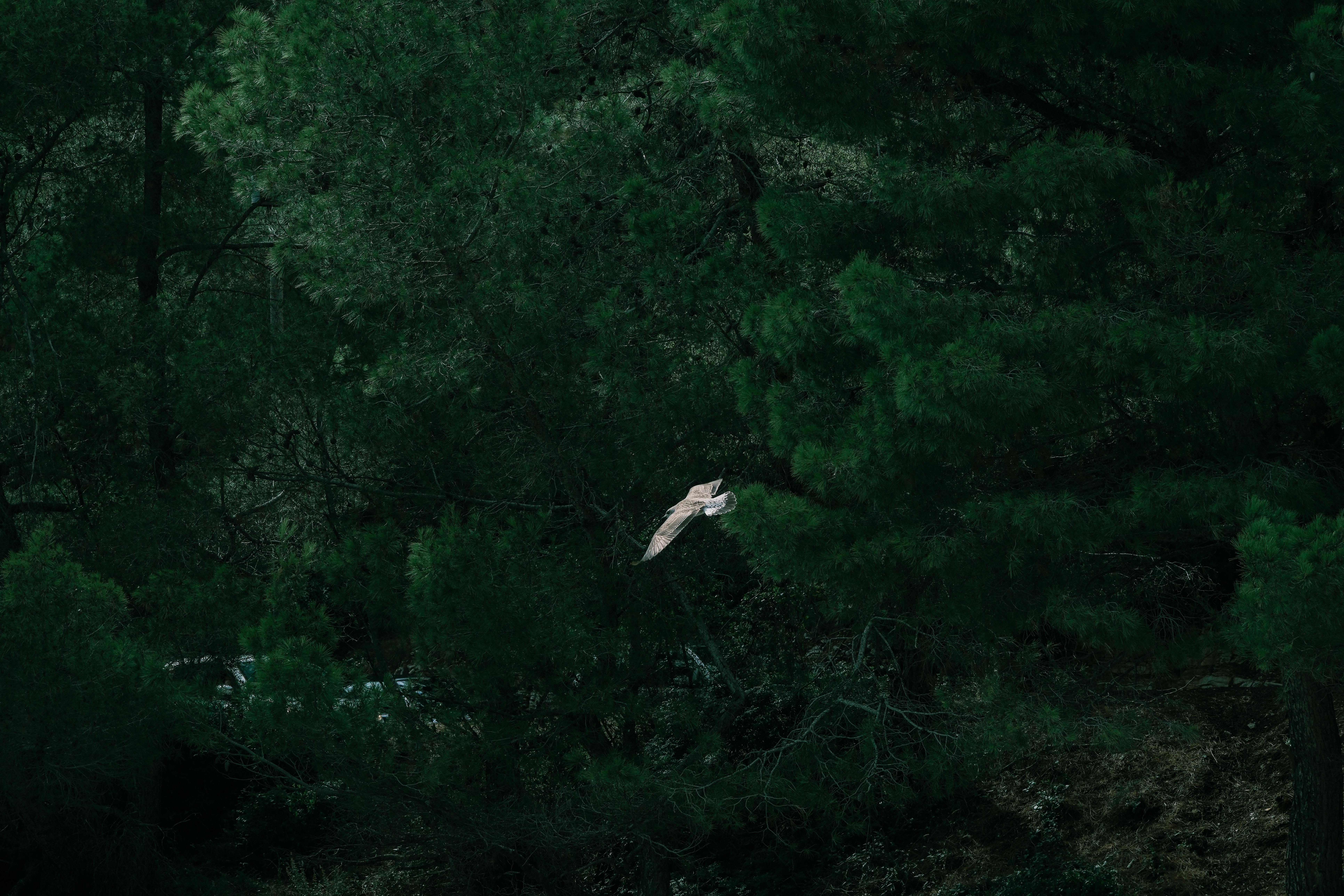 Ghost Hunting Enthusiast: A Guide to Exploring the Paranormal