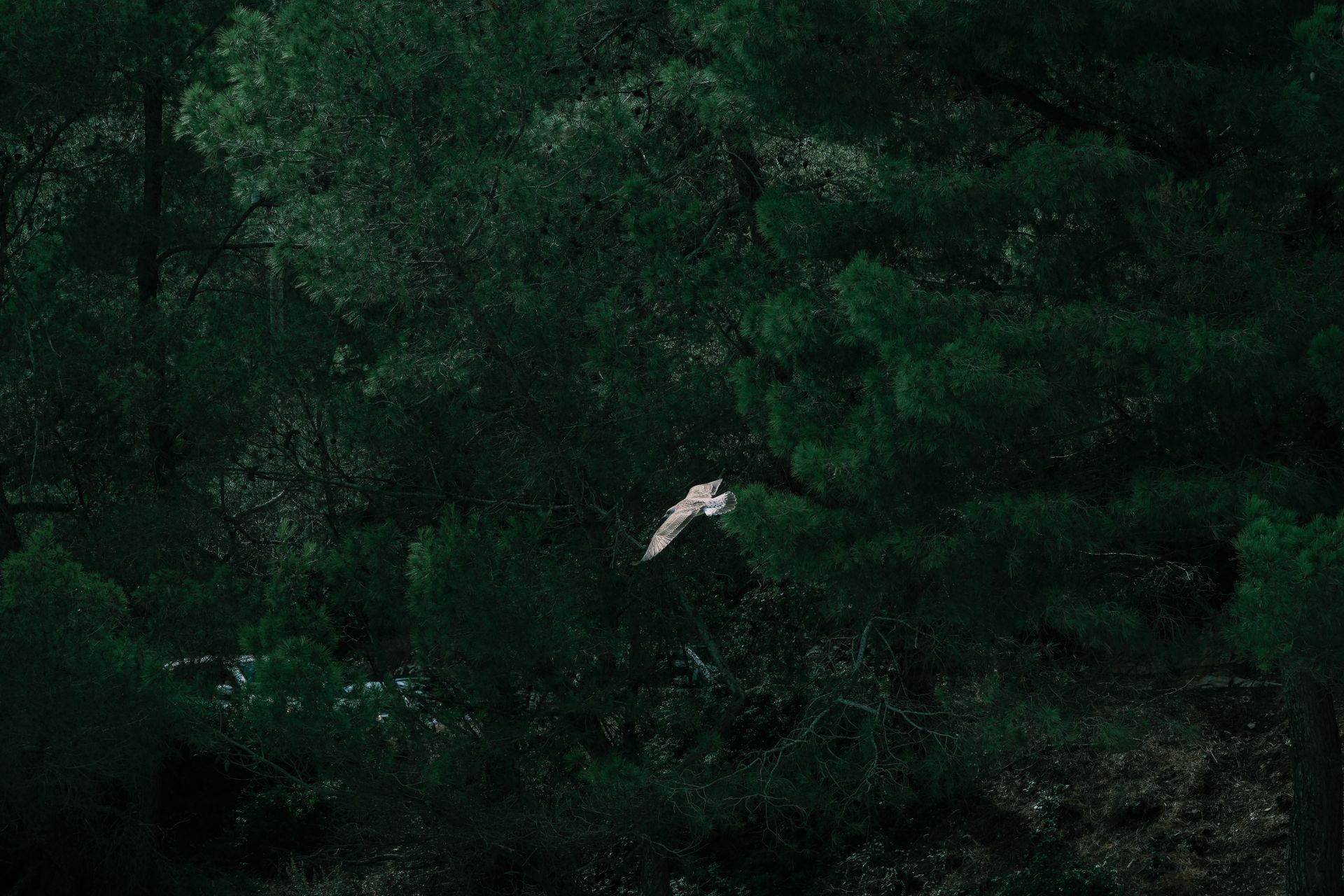 A stunning capture of an owl flying gracefully through dense Croatian woodland.