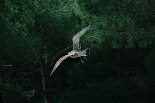 Free A seagull soaring through a lush green forest in Croatia, capturing the essence of natural wildlife. Stock Photo
