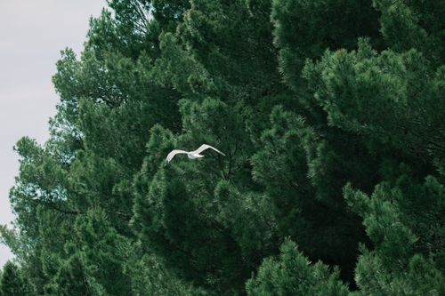 Free Majestic bird soaring above lush green pine forest in Croatia captured in serene daylight. Stock Photo