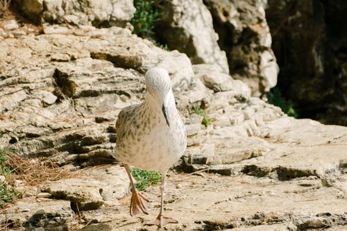 Free A seagull walking gracefully on Croatia's rocky coastline, bathed in daylight. Stock Photo