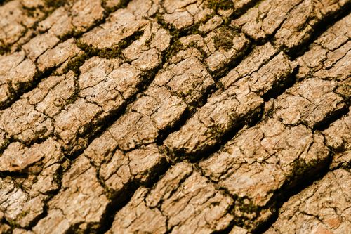 Free Detailed close-up of textured tree bark in natural light, capturing the rugged surface in Croatia. Stock Photo