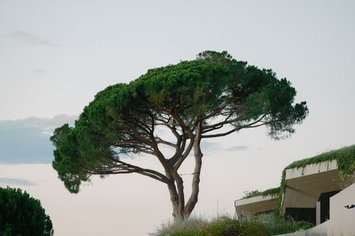 Free A stunning Mediterranean pine tree next to modern architecture in Croatia. Stock Photo