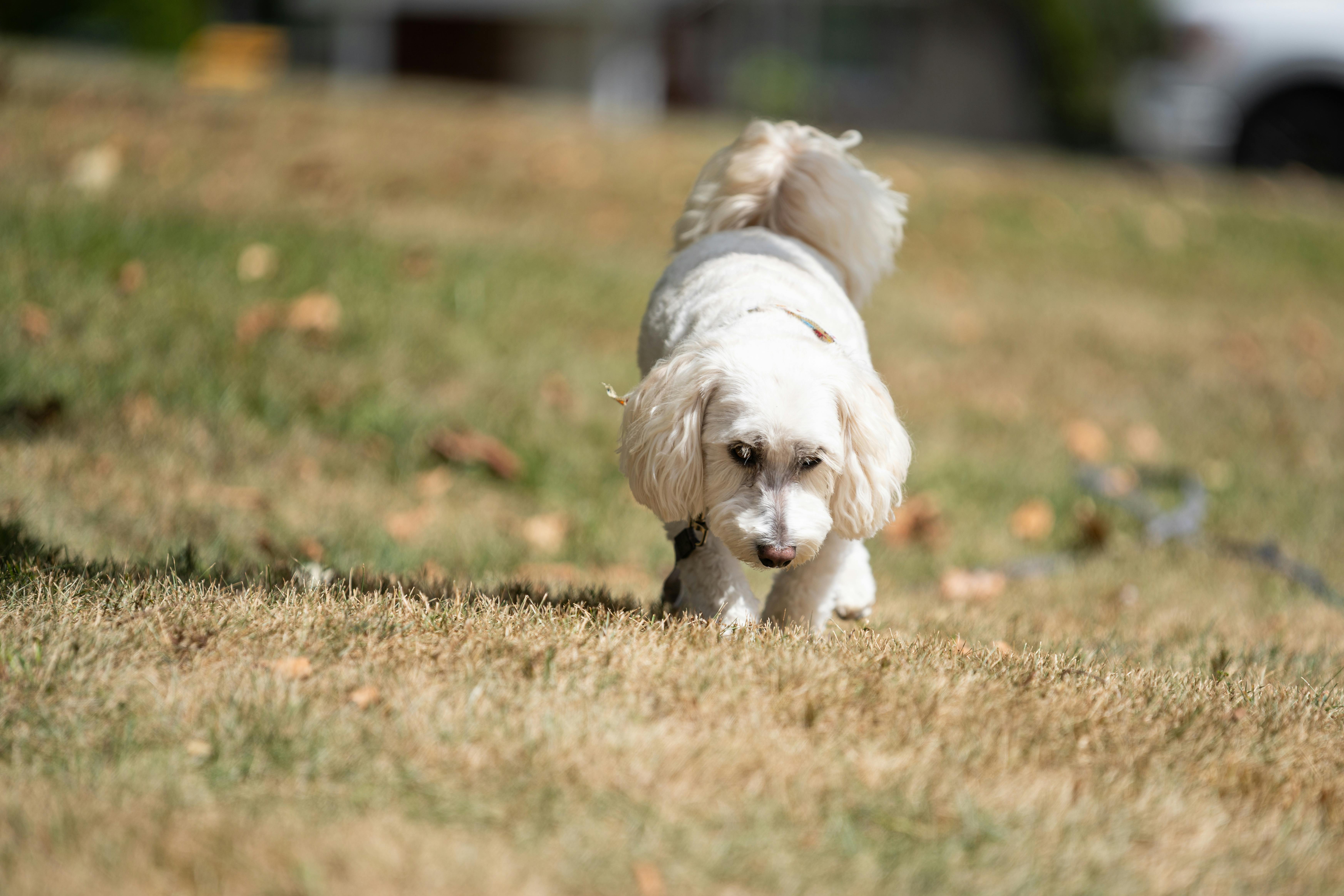 Discovering Hidden Gems and Unseen Artists in Country Music