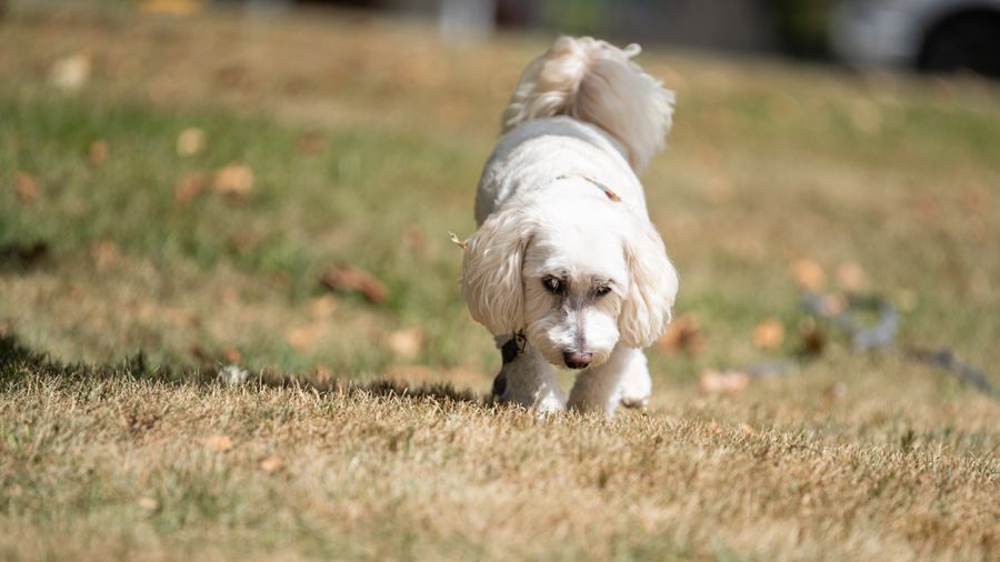 Using a Dog's Own Instincts to House Train Faster